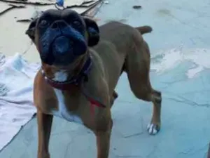 Cachorro raça Boxer idade 2 a 6 meses nome BRYAN