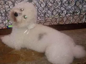 Cachorro raça poodleg idade 4 anos nome apolo