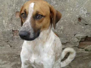 Cachorro raça vira latas idade 1 ano nome varios caes