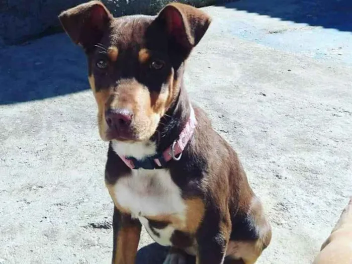 Cachorro ra a Sem raça definida idade 2 a 6 meses nome Miga 