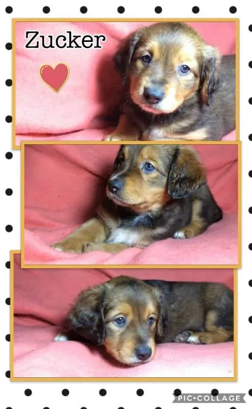 Cachorro ra a SRD idade Abaixo de 2 meses nome ZUCKER