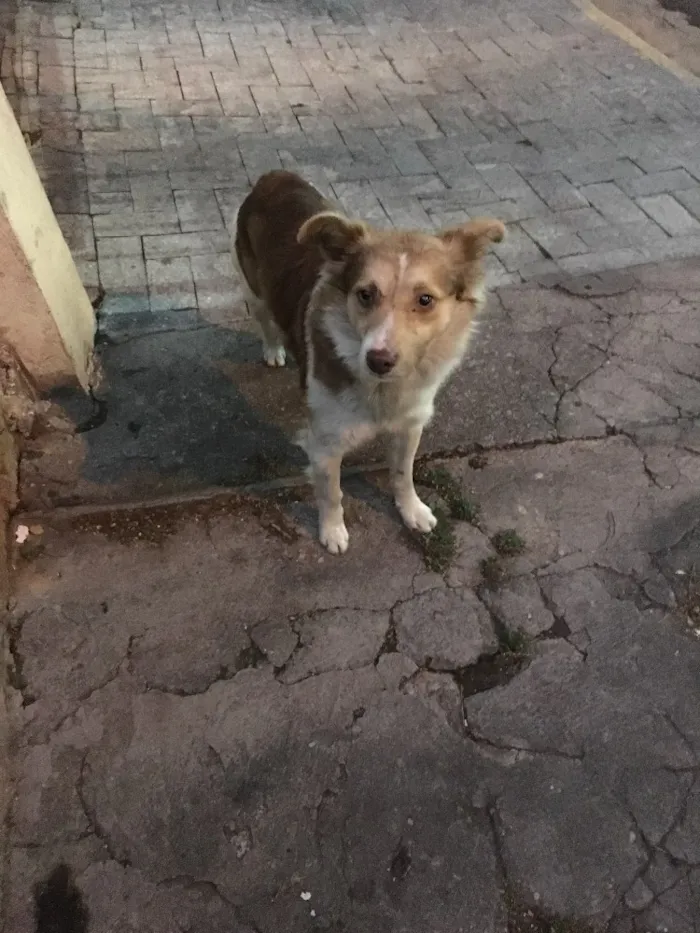 Cachorro ra a Vira lata idade 2 anos nome Não tem