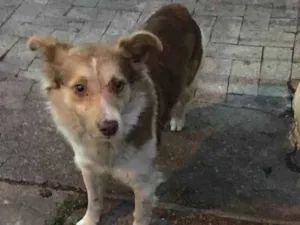 Cachorro raça Vira lata idade 2 anos nome Não tem