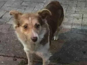 Cachorro raça Vira lata idade 2 anos nome Não tem