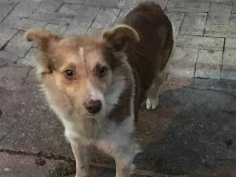 Cachorro ra a Vira lata idade 2 anos nome Não tem