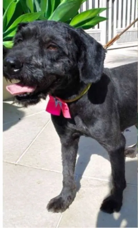 Cachorro ra a POODLE idade 1 ano nome Milly