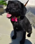 Milly