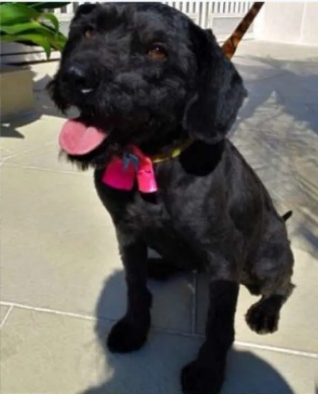 Cachorro ra a POODLE idade 1 ano nome Milly