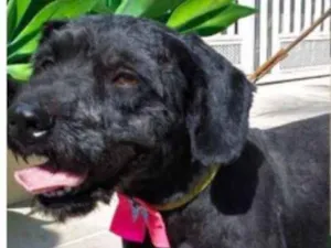 Cachorro raça POODLE idade 1 ano nome Milly