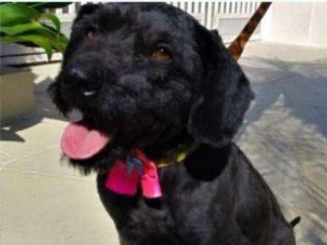 Cachorro ra a POODLE idade 1 ano nome Milly