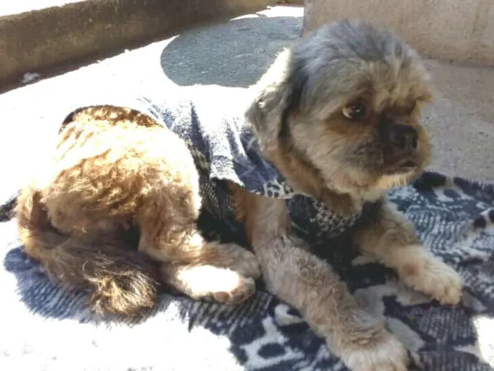 Cachorro ra a Shitzu idade 4 anos nome Zig