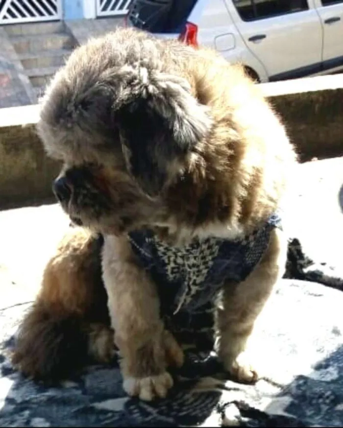 Cachorro ra a Shitzu idade 4 anos nome Zig