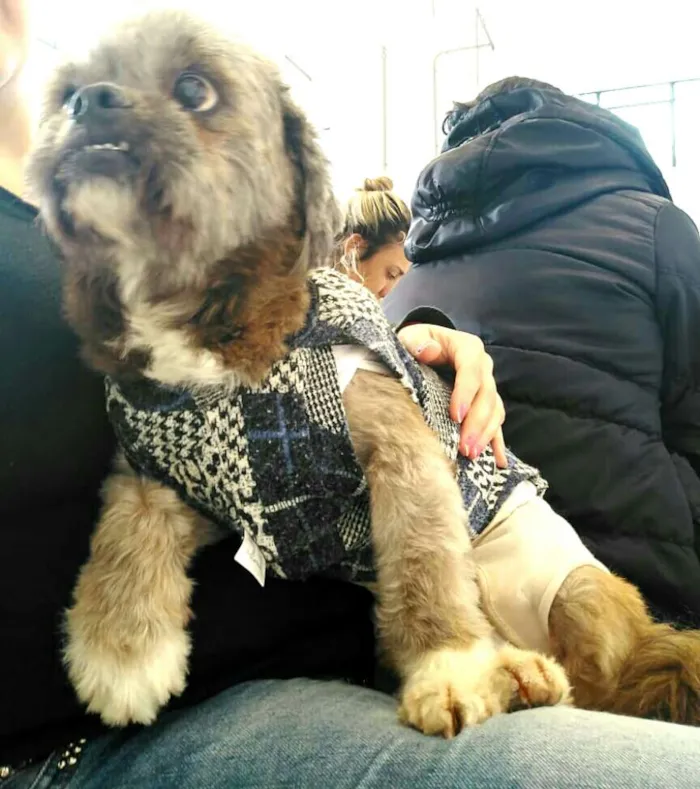 Cachorro ra a Shitzu idade 4 anos nome Zig