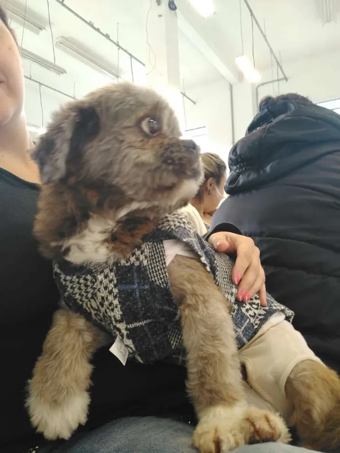 Cachorro ra a Shitzu idade 4 anos nome Zig