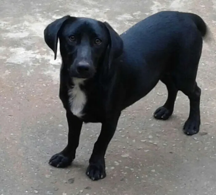 Cachorro ra a SRD idade 1 ano nome Bigue