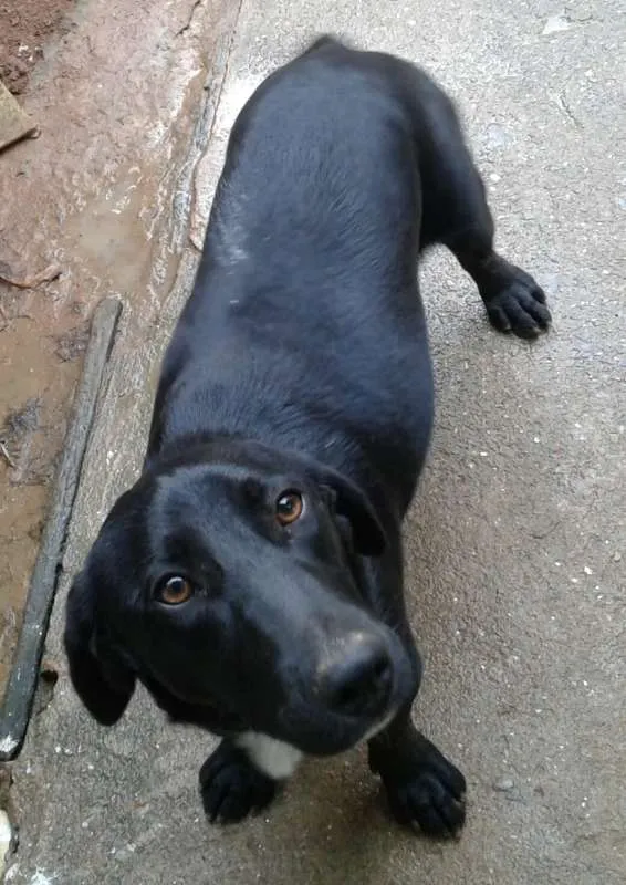 Cachorro ra a SRD idade 1 ano nome Bigue