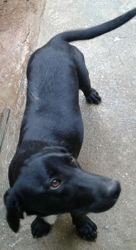 Cachorro ra a SRD idade 1 ano nome Bigue