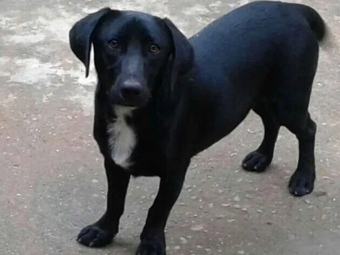 Cachorro ra a SRD idade 1 ano nome Bigue