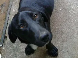 Cachorro raça SRD idade 1 ano nome Bigue