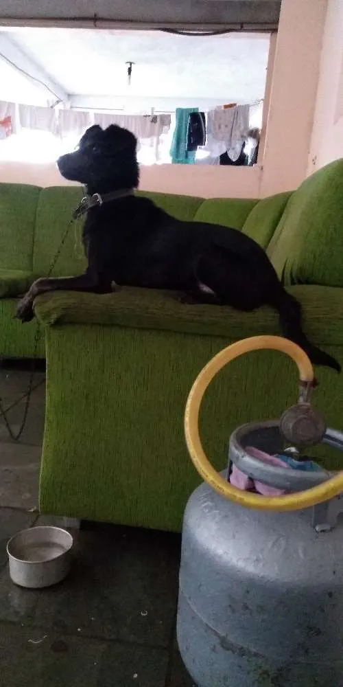 Cachorro ra a srd idade 1 ano nome Charlie