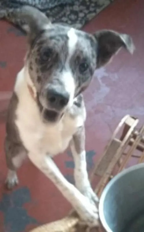 Cachorro ra a srd idade 7 a 11 meses nome Dread Cookie