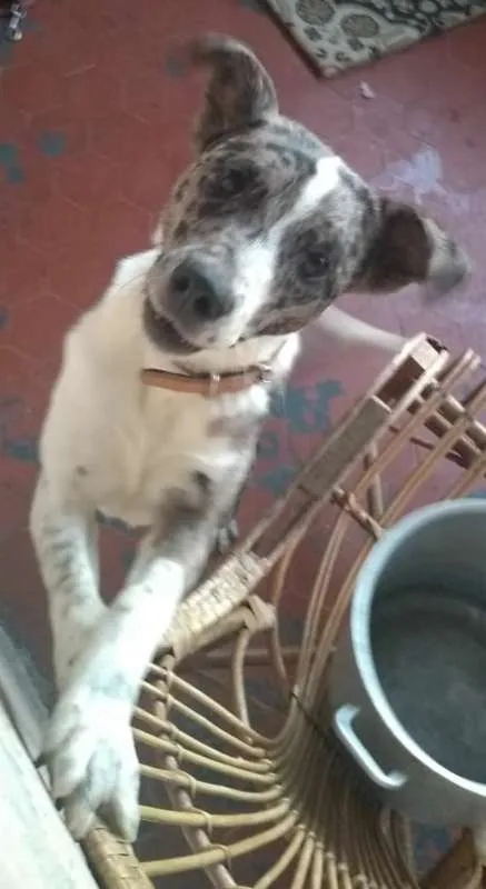 Cachorro ra a srd idade 7 a 11 meses nome Dread Cookie