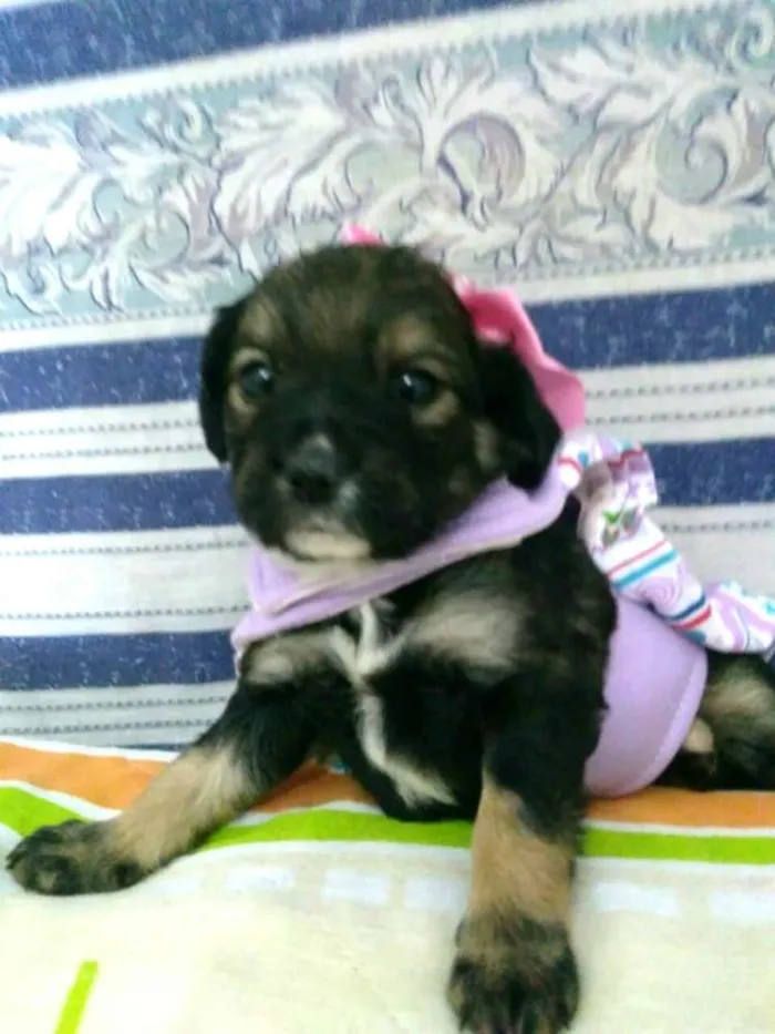 Cachorro ra a  idade Abaixo de 2 meses nome Filhotes ( V.matilde