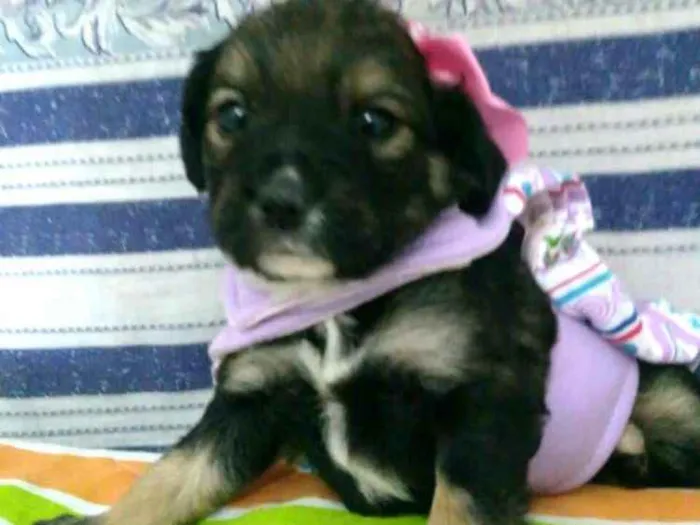 Cachorro ra a  idade Abaixo de 2 meses nome Filhotes ( V.matilde