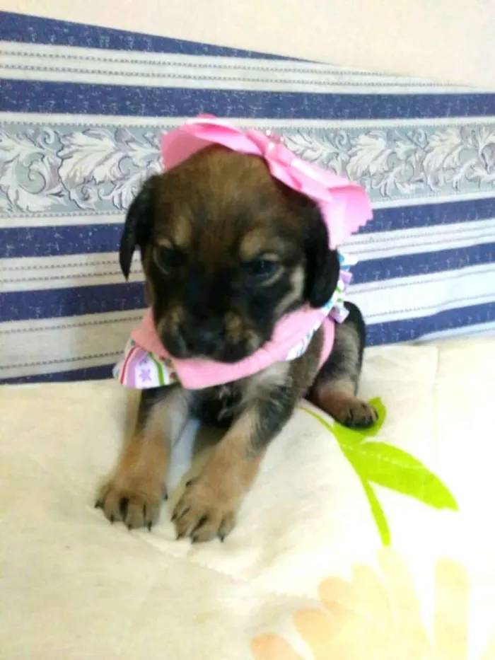 Cachorro ra a  idade Abaixo de 2 meses nome Filhotes ( V.matilde