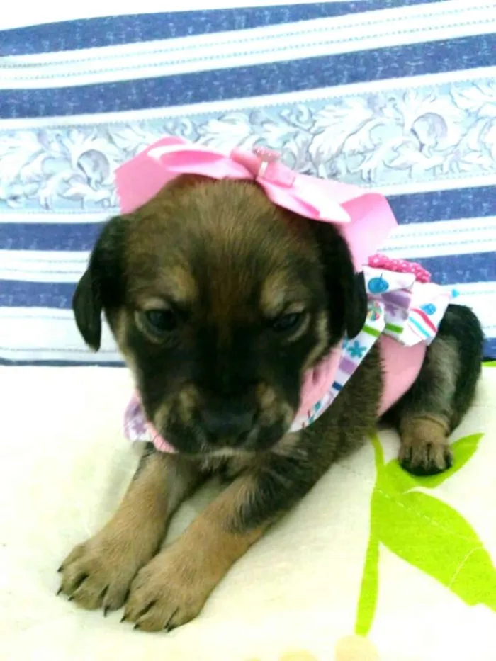 Cachorro ra a  idade Abaixo de 2 meses nome Filhotes ( V.matilde