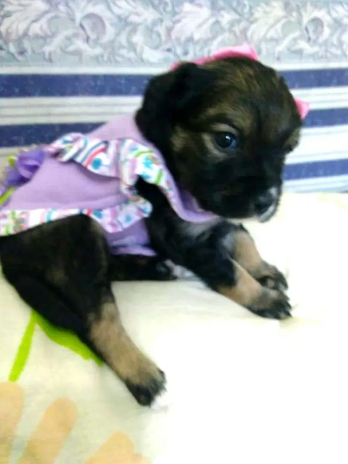 Cachorro ra a  idade Abaixo de 2 meses nome Filhotes ( V.matilde