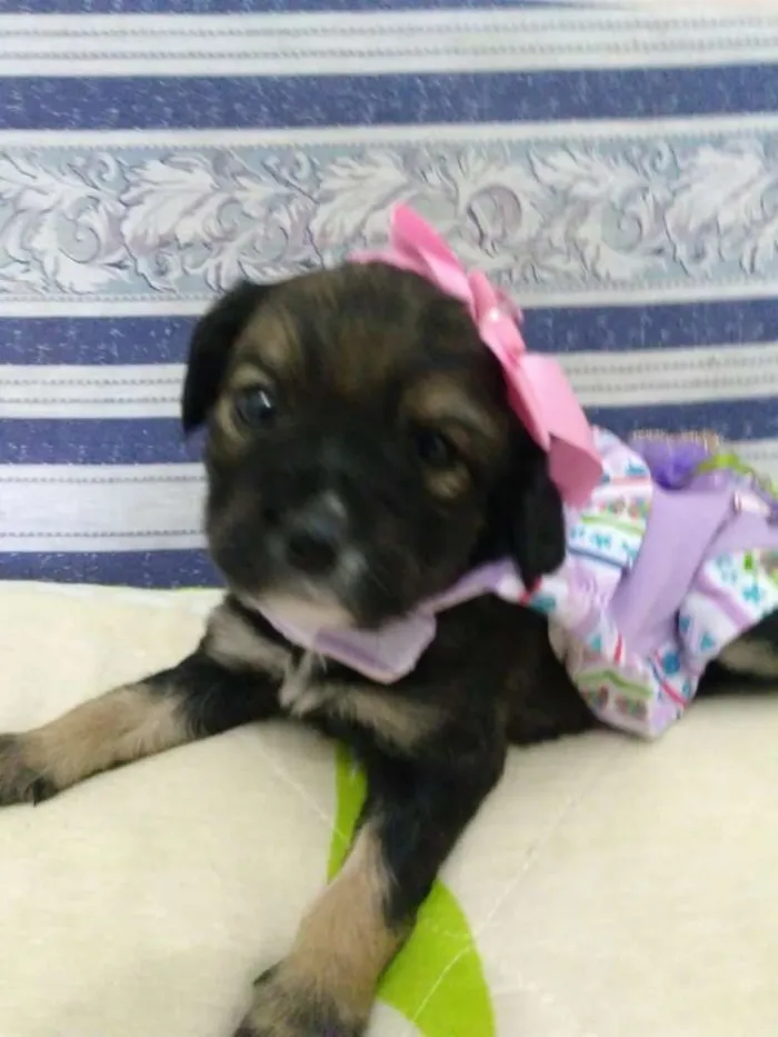 Cachorro ra a  idade Abaixo de 2 meses nome Filhotes ( V.matilde