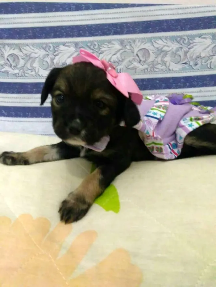 Cachorro ra a  idade Abaixo de 2 meses nome Filhotes ( V.matilde