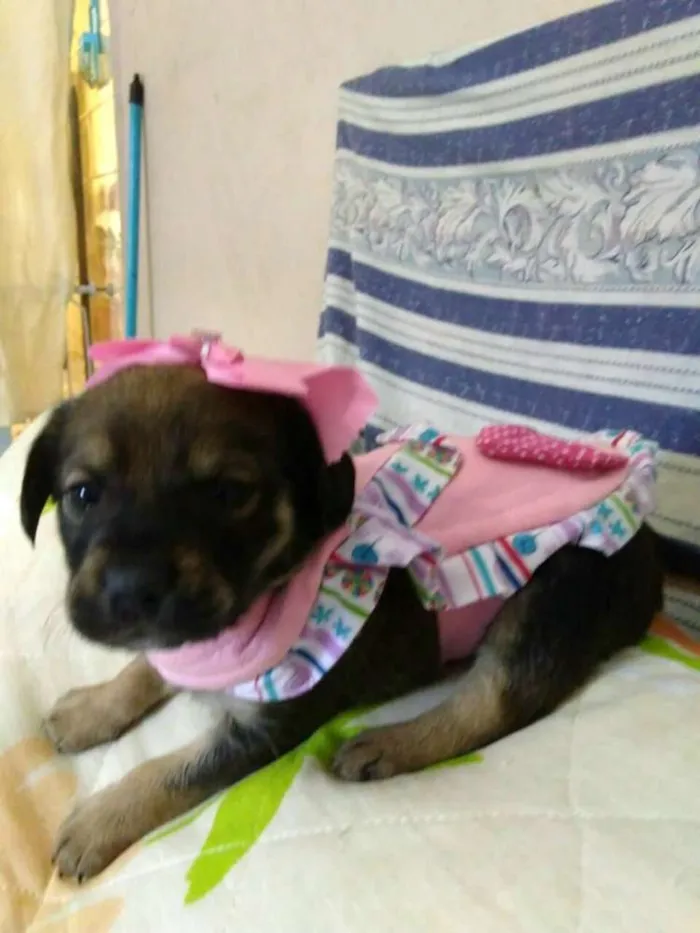 Cachorro ra a  idade Abaixo de 2 meses nome Filhotes ( V.matilde