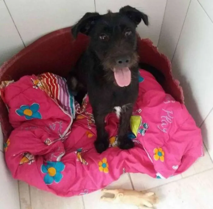 Cachorro raça srd idade 2 a 6 meses nome Beth