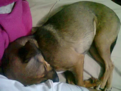 Cachorro raça SRD idade 4 anos nome Rin