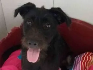 Cachorro raça srd idade 2 a 6 meses nome Beth