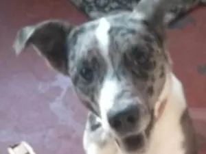 Cachorro raça srd idade 7 a 11 meses nome Dread Cookie