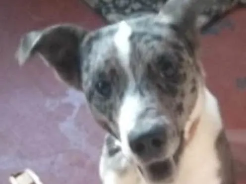 Cachorro ra a srd idade 7 a 11 meses nome Dread Cookie
