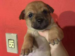 Cachorro raça Vira lata  idade Abaixo de 2 meses nome Angelo