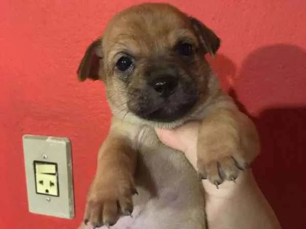 Cachorro ra a Vira lata  idade Abaixo de 2 meses nome Angelo