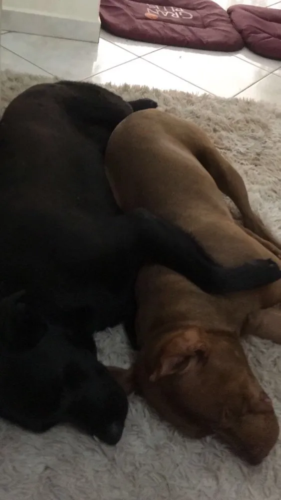 Cachorro ra a Labrador e Pitbull idade 4 anos nome Bob e Jack