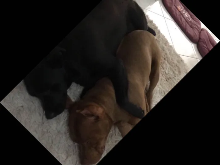 Cachorro ra a Labrador e Pitbull idade 4 anos nome Bob e Jack