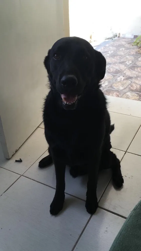 Cachorro ra a Labrador e Pitbull idade 4 anos nome Bob e Jack
