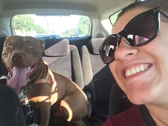 Cachorro ra a Labrador e Pitbull idade 4 anos nome Bob e Jack