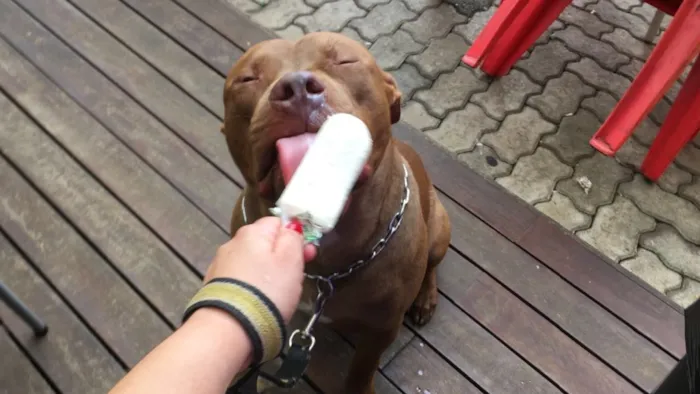 Cachorro ra a Labrador e Pitbull idade 4 anos nome Bob e Jack