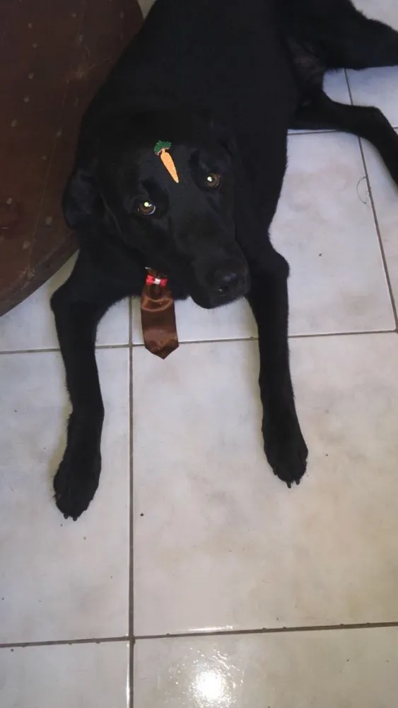 Cachorro ra a Labrador e Pitbull idade 4 anos nome Bob e Jack