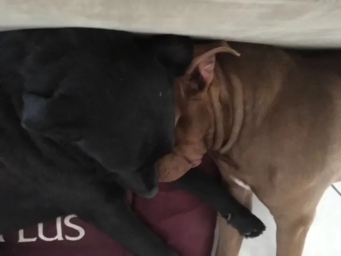 Cachorro ra a Labrador e Pitbull idade 4 anos nome Bob e Jack