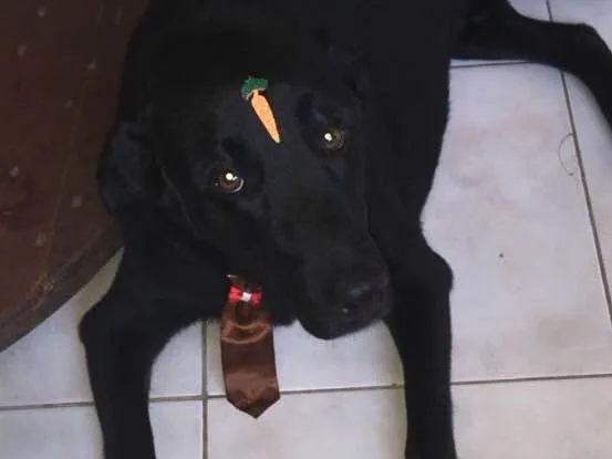 Cachorro ra a Labrador e Pitbull idade 4 anos nome Bob e Jack
