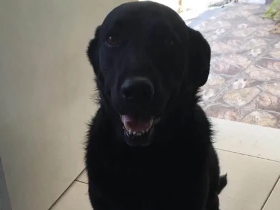 Cachorro ra a Labrador e Pitbull idade 4 anos nome Bob e Jack